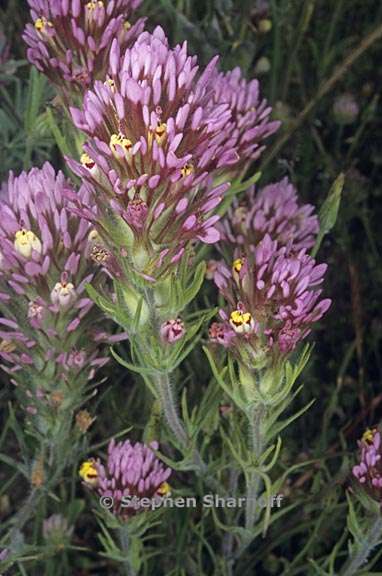 castilleja densiflora ssp densiflora 1 graphic